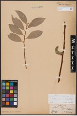 Foto von Salix caprea L. x Salix daphnoides Vill.